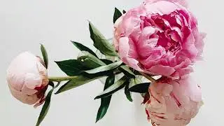 Most Expensive Flower In The World | Top Most Beautiful Flower images|Most Popular Flowers All Time🌺