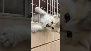 Dumb cats always get themselves into trouble🤦&zwj;♀️#pet #cat #fyp #kitten #funny #cutecat