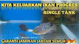 Kamfa F2 Redking Ori ThaiLand // Ikan Progresan Single Tank 🔥🔥🔥