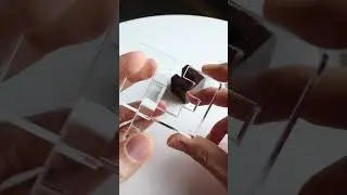 Super Massive Blackhole