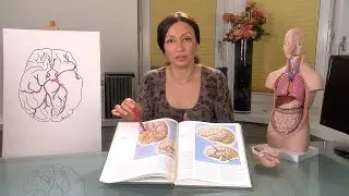 Afham TV With Alyaa Gad | Stroke-1 السكتة الدماغية- مقدمة