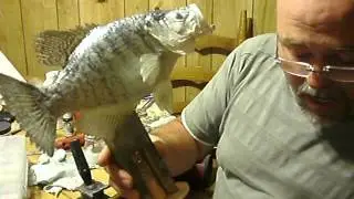How to start painting a mounted crappie no.3 of 5