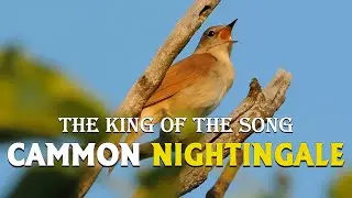 KING Nightingale 12h Piosenka szkoleniowa - dla wszystkich ptak&oacute;w