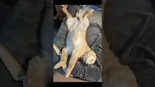 Sleep for 9 hours. Wake up to pee. Go back for a power nap #viral #dog