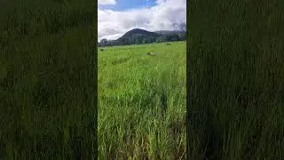 bracco italiano in ferma sulle prime sue quaglie selvatiche #caccia #quaglie #hunting #doglife
