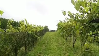 Grape theft forces family-owned local winery to close