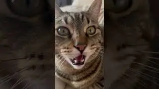 Kitty meowing for attention catch this adorable moment #cats #meow #cute