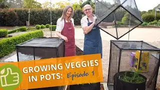 How to grow veggies in pots: Episode 1