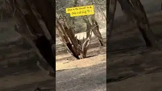 Deer spotted at Al Jurf Gardens 🦌🌿 | Hidden nature in the UAE 🇦🇪✨#dubai2025 #dubaiblog #travel