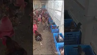 Golden hybrid chickens & chicken eggs #chicken #golden #hybrid #egg