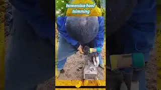Immersive hoof trimming#ASMR#Unzip#Stress Relief Videos#donkey#horse