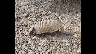 ens.ch : G&uuml;rteltiere, Seeelefanten und Seel&ouml;wen @ Punta Norte, Valdes, Argentinien