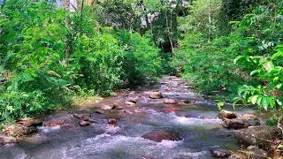 Sleep Instantly with Calming Water Stream Sounds from Serene Forest Creek Moving Slowly Over Rocks
