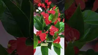 Антуриум #plants #сортовыеорхидеи #garden #цветущиеорхидеи