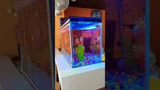 New Aquarium Fish Tank Setup With Powerful Filter | #aquarium #fishtank #fish #diy #setup #beautiful