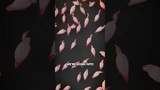 Вы когда-нибудь чувствовали себя белой вороной в семье из-за своего духовного пути? | Крайон 2026