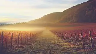 Oratorio San Lorenzo - L'energia del vigneto