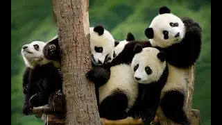 Adding/Removing Columns and Rows of a Pandas DataFrame: .insert(), .drop(), .pop(), and more
