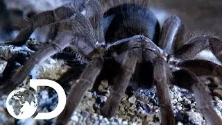 The Tarantulas of Australia | Ultimate Spiders