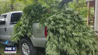 Hundreds of pounds of marijuana plants destroyed in Georgia