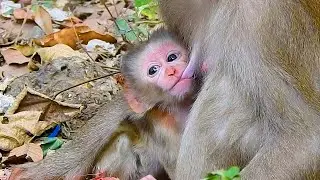 The happiness of baby Lucan under its mother's breast