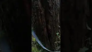 Man climbs Dangerous Tree (Safe to Climb?) #dangerous #danger #stormdamage #arb #treework #tree