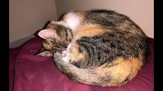 AUTUMNS SLIDE SHOW DECEMBER 8 2019 #shorts #missingcat 