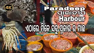 ଏଠାରେ ମିଳେ ସବୁ ପ୍ରକାର ର ମାଛ | Paradeep harbour | Paradeep fish market |