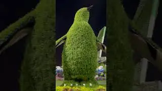 Dubai Miracle Garden #dubai #uae #miracle #garden #dubailife #doctor #park #foryou #saiyaara