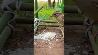 Beautiful Creative Unique Quail Trap Easy DIY Setup #quailtrap #diyproject #birdwatching