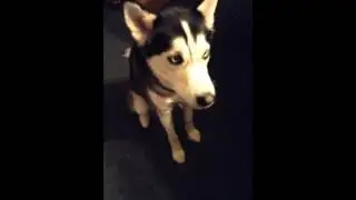 Siberian husky tries peanut butter