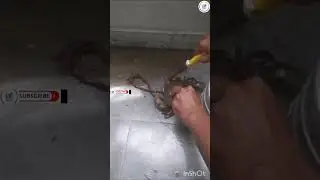 పీతలను సులభంగా, శుభ్రంగా ఎలా కడగాలి? | Step by Step Crab Cleaning for Beginners #ytshorts #cooking