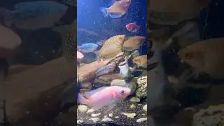 Meet the fish-ters 🐟 #fish #aquarium #fishrank
