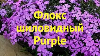 Флокс шиловидный Пурпурный. Краткий обзор, описание характеристик phlox subulata Purple