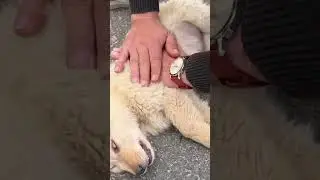 You Won't Believe This Animal Rescue! Watch Now #animalrescue  #RescueAnimals #AnimalSave