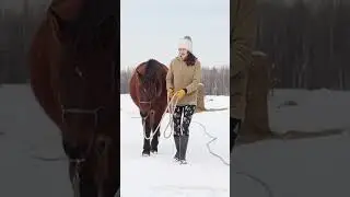 The proper way to lead a horse