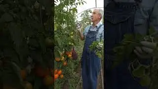 ПОМИДОРЫ-а ранние сорта у нас уже отходят...