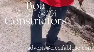 Boa Constrictors in Barbados