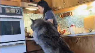 This is what happens when you let your 150-pound wolf into your kitchen&hellip;