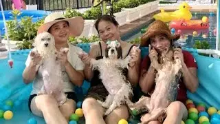 hello pet lovers let's go walking the doggies 4 nanny 4 doggies so reach my employer