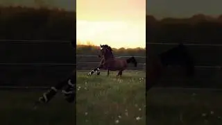 This Horse&rsquo;s Run Will Leave You Speechless #horsefan #horselov #شباب_البومب13 #horse #shortvideo #yt