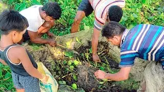 Traditional Net Fishing From River। Village People Country Fish Catching By Net