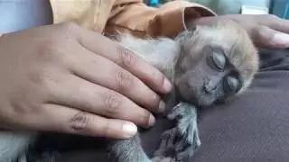 Baby monkey Minul sleeping on lap of child