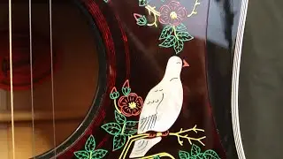 Gibson Custom Shop  Dove Ebony- Circle Music Center Demo