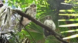Behaviour of Australia's Powerful Owl