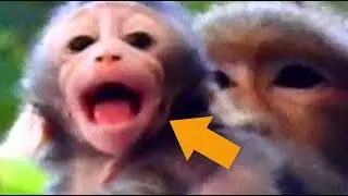 Baby Monkey Jessie Cry Loudly Cos Angry Mom Not Carry Him Was Born