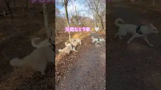 【ミラ家のノホホンな日々】元気なミラ家✨🤍 #ホワイトシェパード #大型犬のいる生活 #doglife #愛犬 #散歩