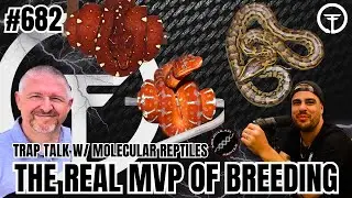Why Ryan Young Is The REAL MVP Of Breeding Pythons | Trap Talk With MJ Live