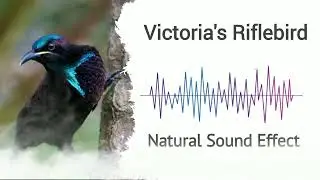 Victoria's Riflebird | Natural Sound Effects