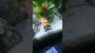 Armoured Shrimp